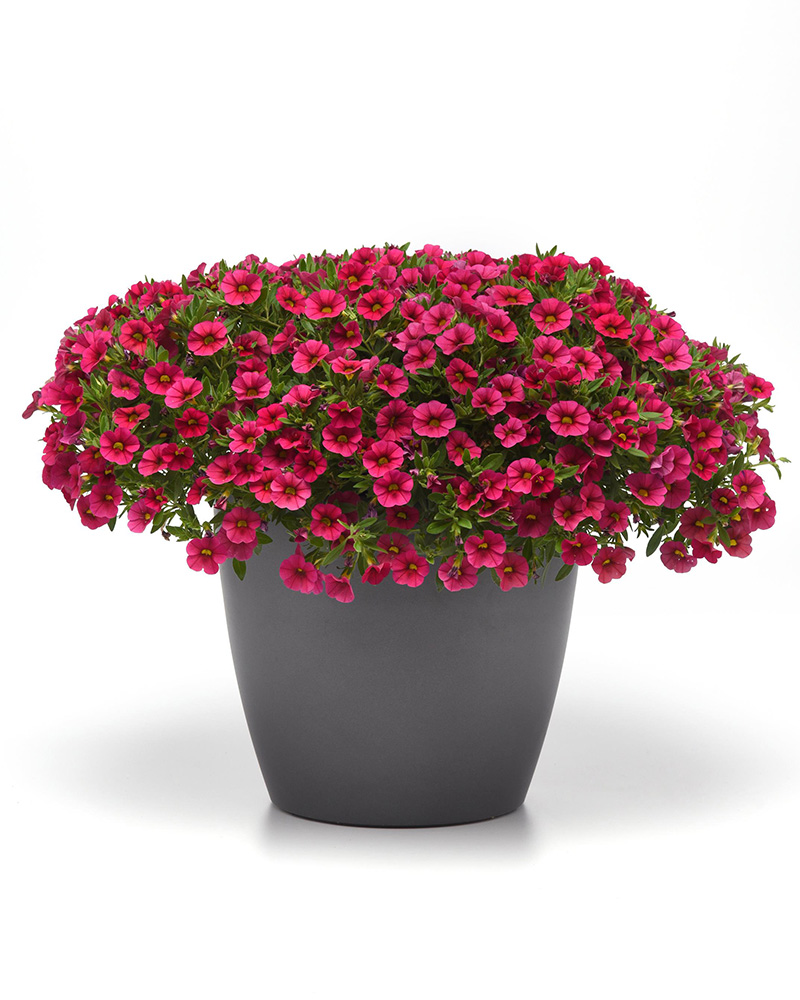 Calibrachoa Cabaret Rose Hot 4\"