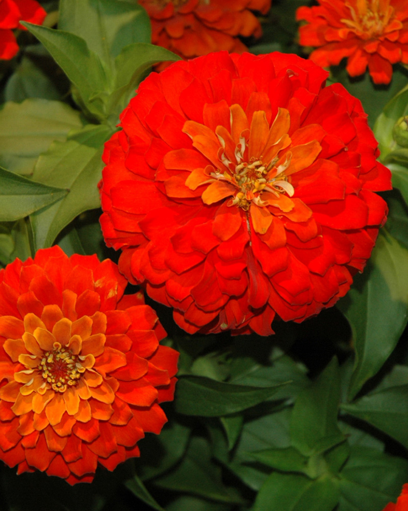 Zinnia Dreamland Red 4"
