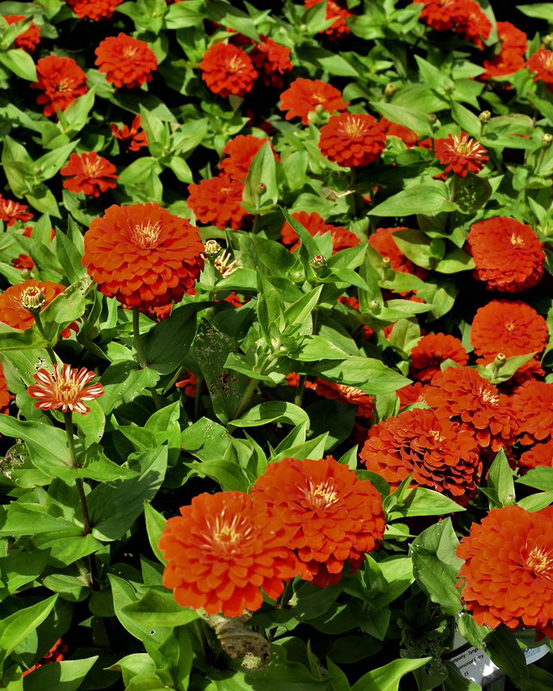 Zinnia Dreamland Red 4\"