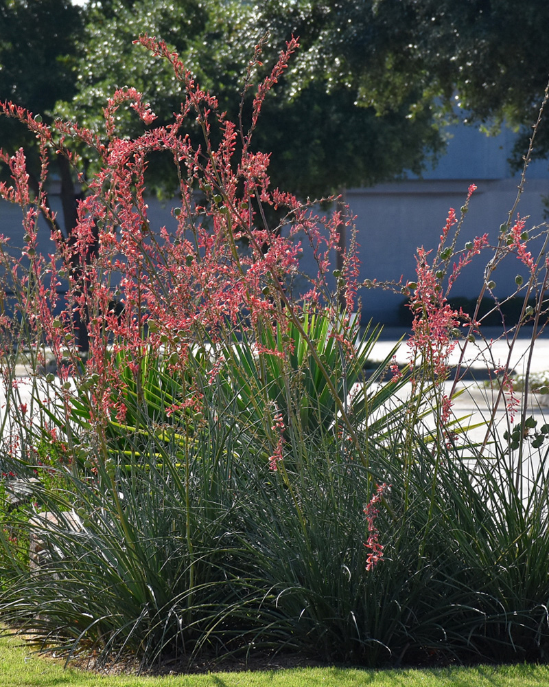 Red Yucca #1<br><i>Hesperaloe parviflora</br></i>