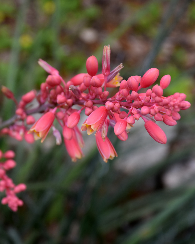 Red Yucca #1<br><i>Hesperaloe parviflora</br></i>