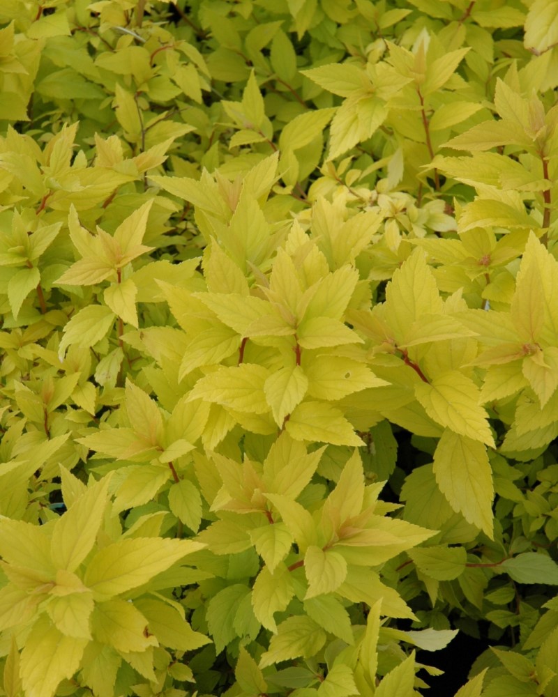 Goldmound Spirea #5<br><i>Spiraea japonica Goldmound</br></i>