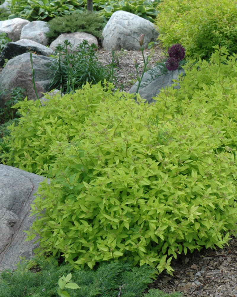 Goldmound Spirea #5<br><i>Spiraea japonica Goldmound</br></i>