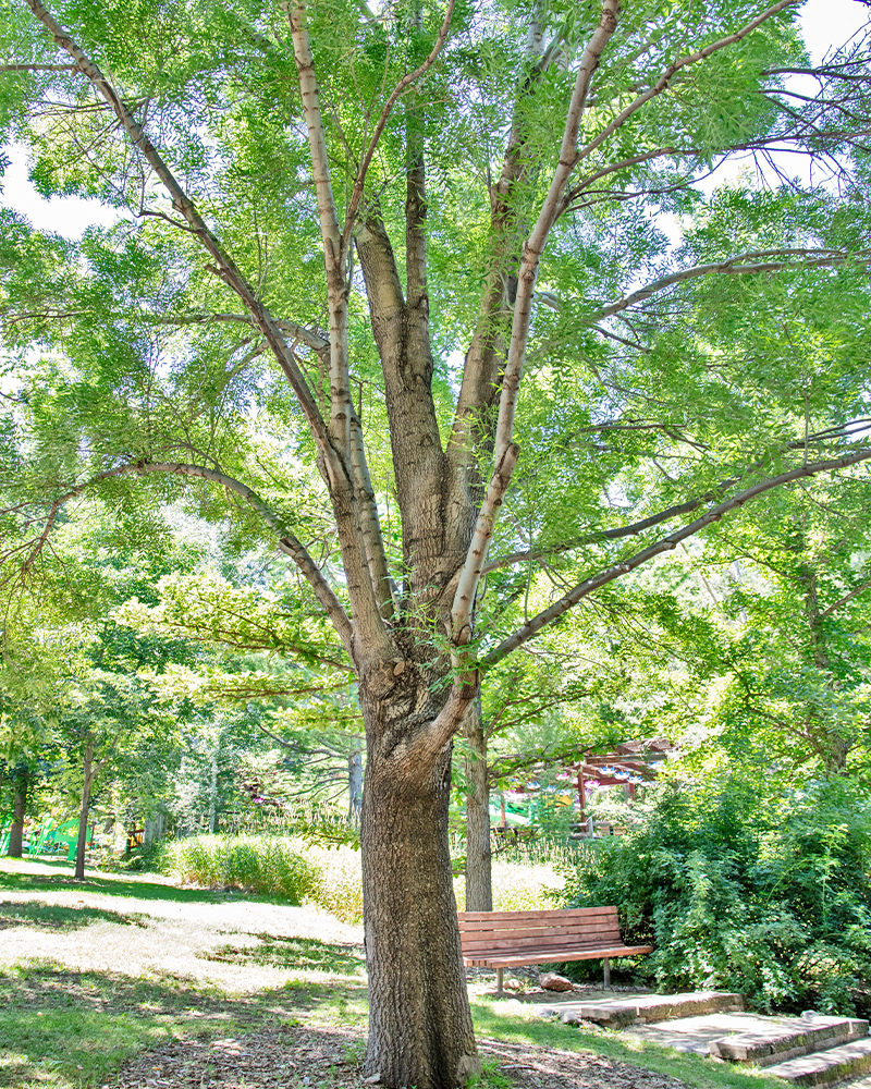 Raywood Ash #15<br><i>Fraxinus oxycarpa Raywood</br></i>