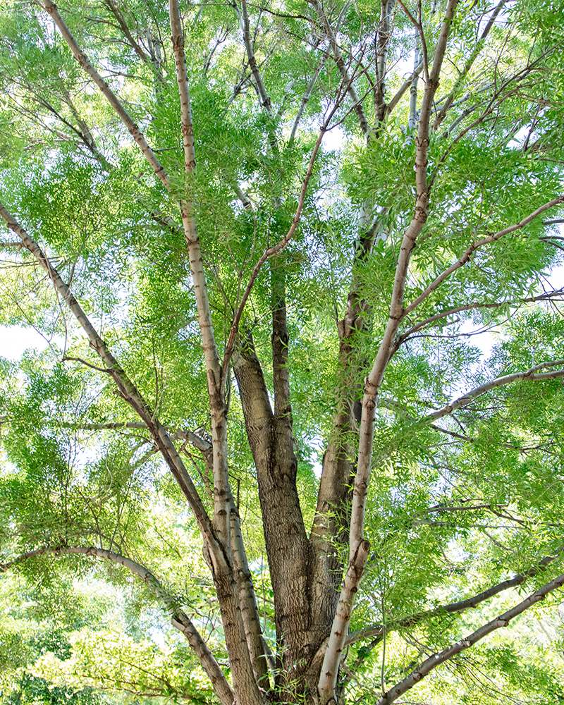 Raywood Ash #15<br><i>Fraxinus oxycarpa Raywood</br></i>