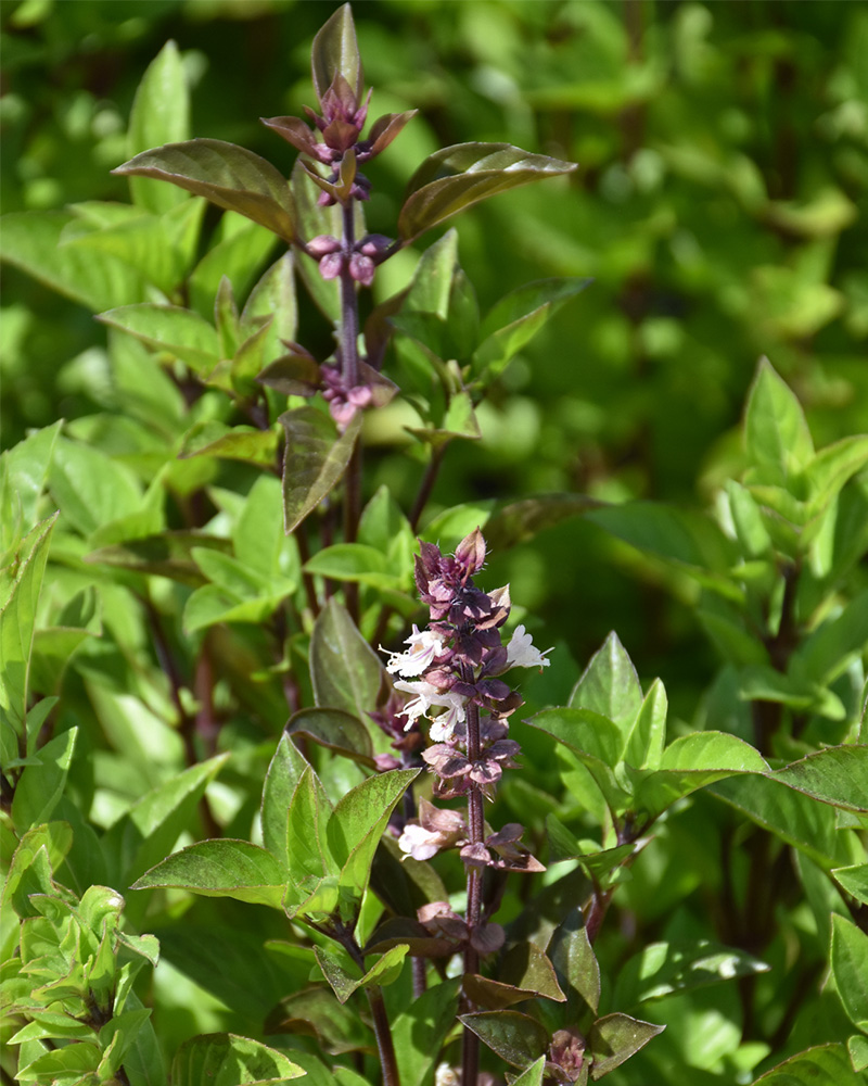 Basil Thai Towers 4"