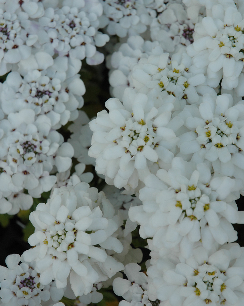 Masterpiece Candytuft #1<br><i>Iberis sempervirens 'Masterpiece'</br></i>