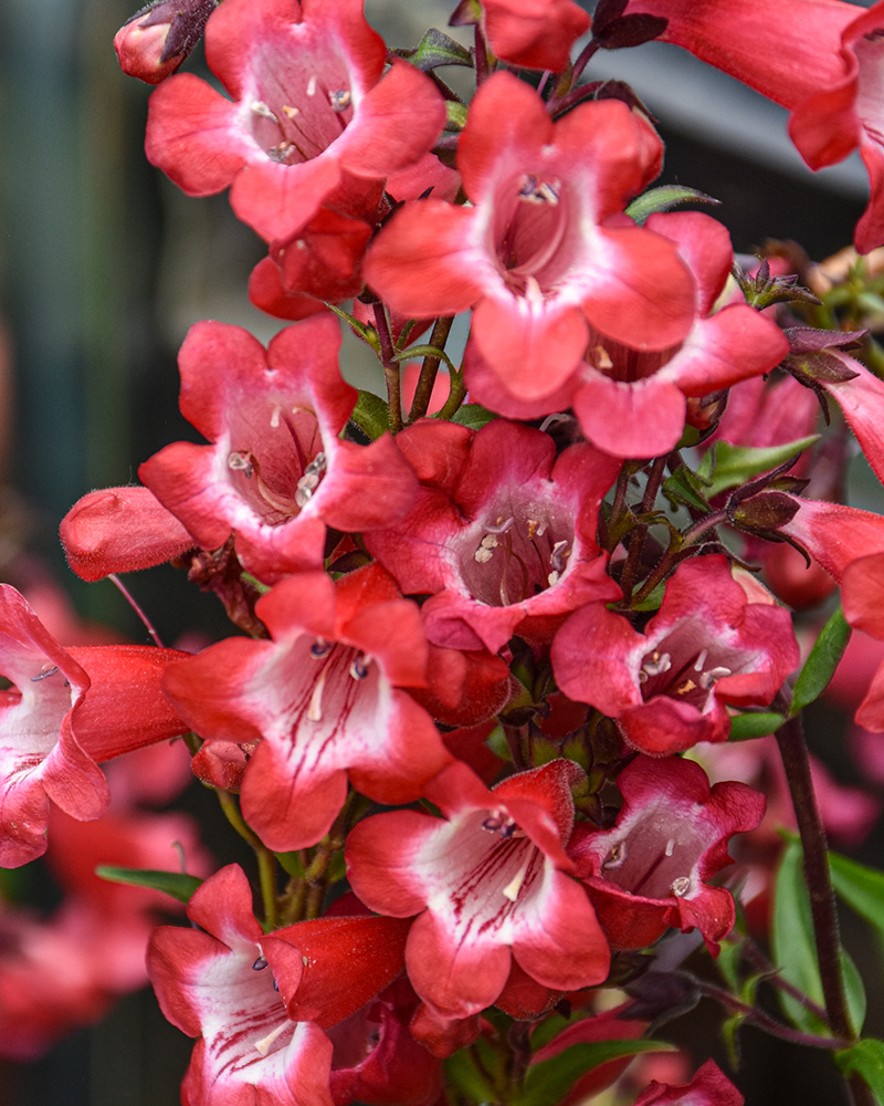 Cherry Sparks Beard Tongue #1<br><i>Penstemon \'Cherry Sparks\'</br></i>