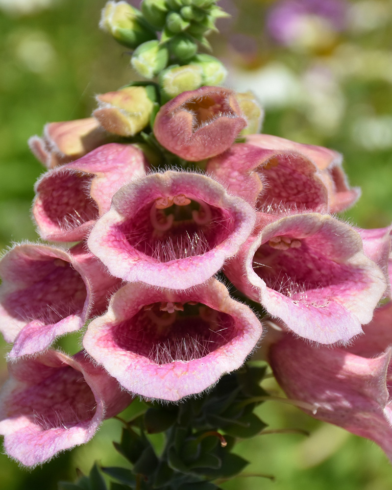 Strawberry Foxglove #1<br><i>Digitalis x mertonensis</br></i>