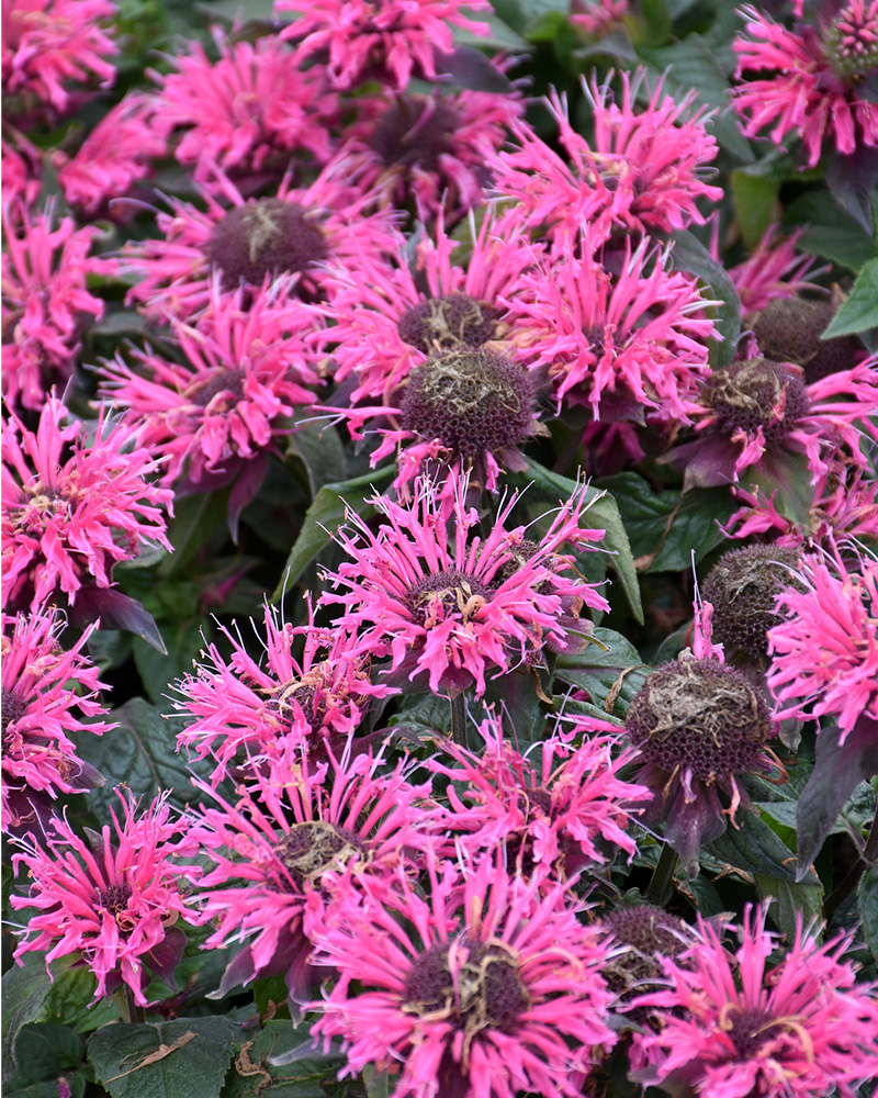 Bubblegum Blast Beebalm #1<br><i>Monarda \'Bubblegum Blast\'</br></i>