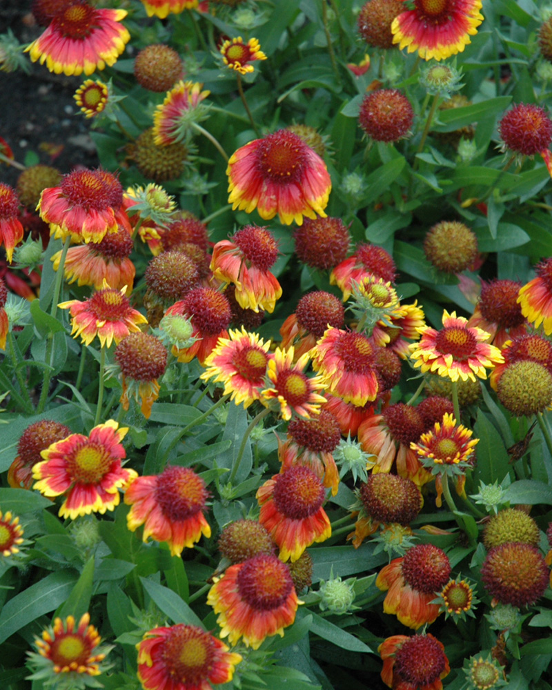 Arizona Sun Blanket Flower #1<br><i>Gaillardia x grandiflora \'Arizona Sun\'</br></i>