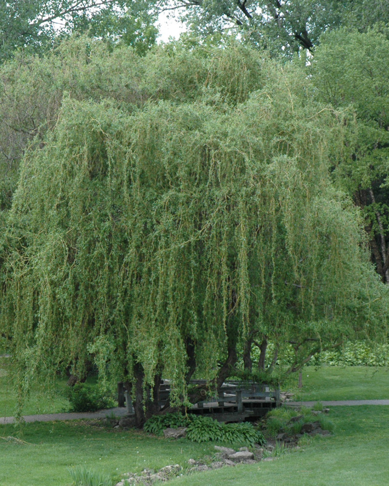 Golden Curls Willow #5<br><i>Salix 'Golden Curls'</br></i>