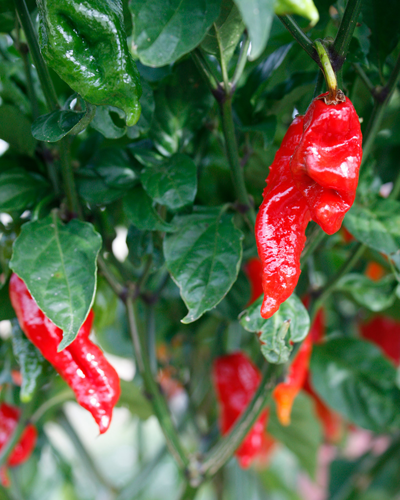 Pepper Bhut Jolokia Red 4"