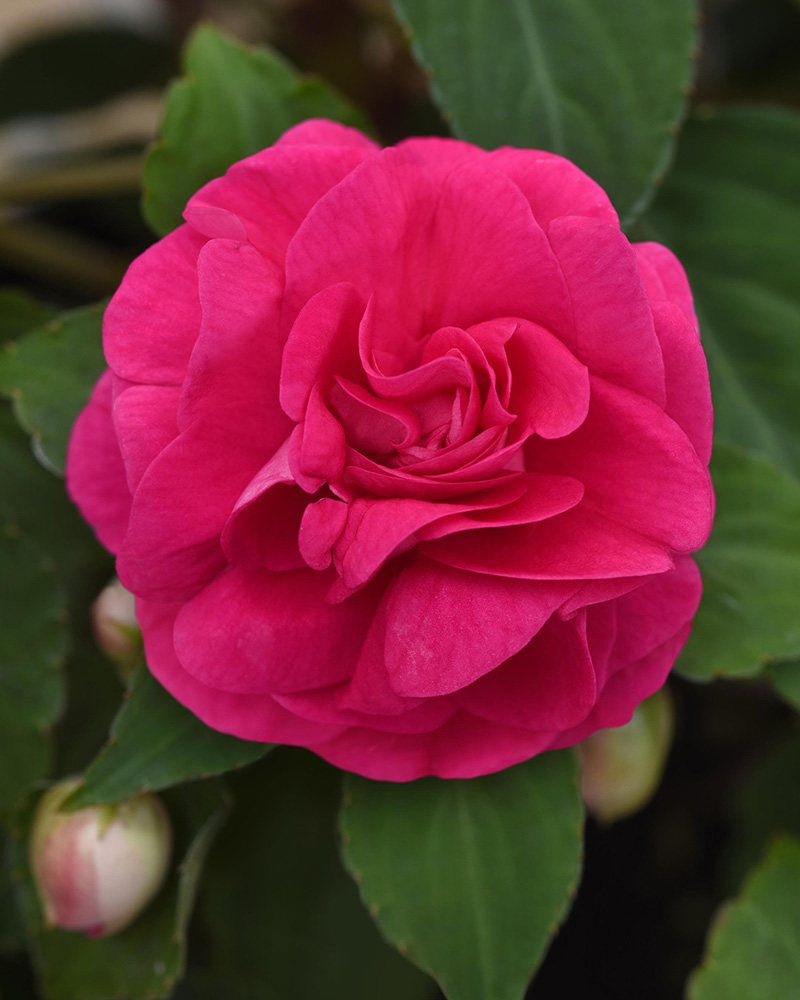 Impatiens Glimmer Hot Pink 4"