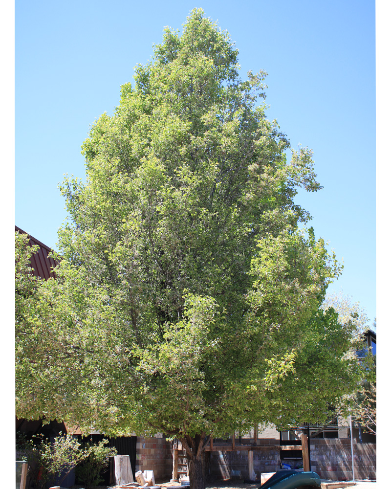 Redspire Pear #15<br><i>Pyrus calleryana Redspire</br></i>