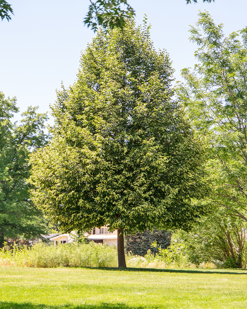 Corinthian Linden #15<br><i>Tilia cordata Corinthian</br></i>