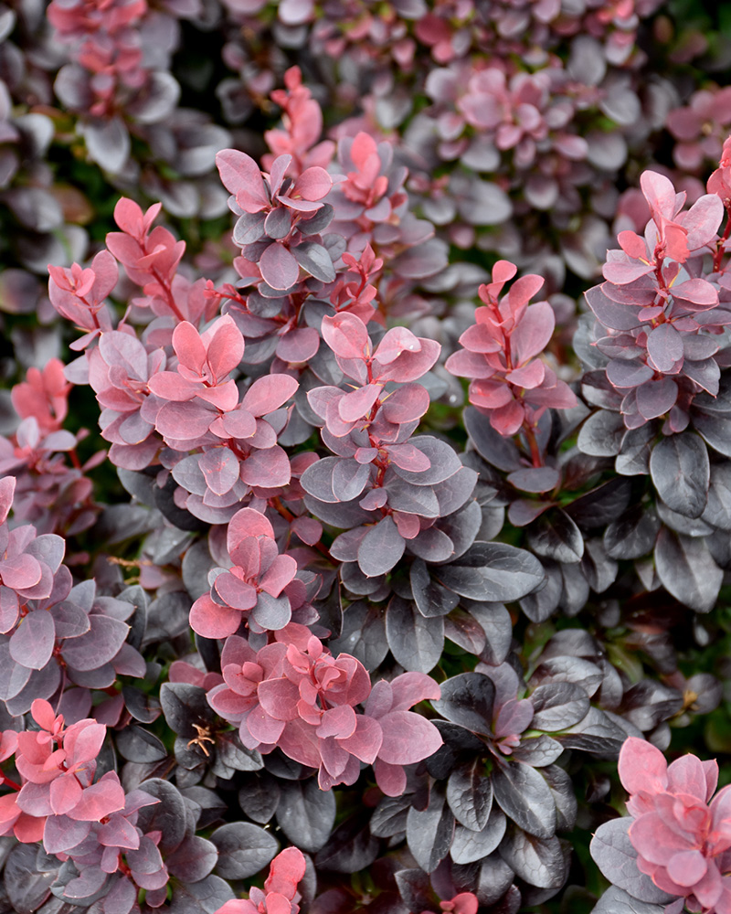 Concorde Japanese Barberry #3<br><i>Berberis thunbergii \'Concorde\'</br></i>