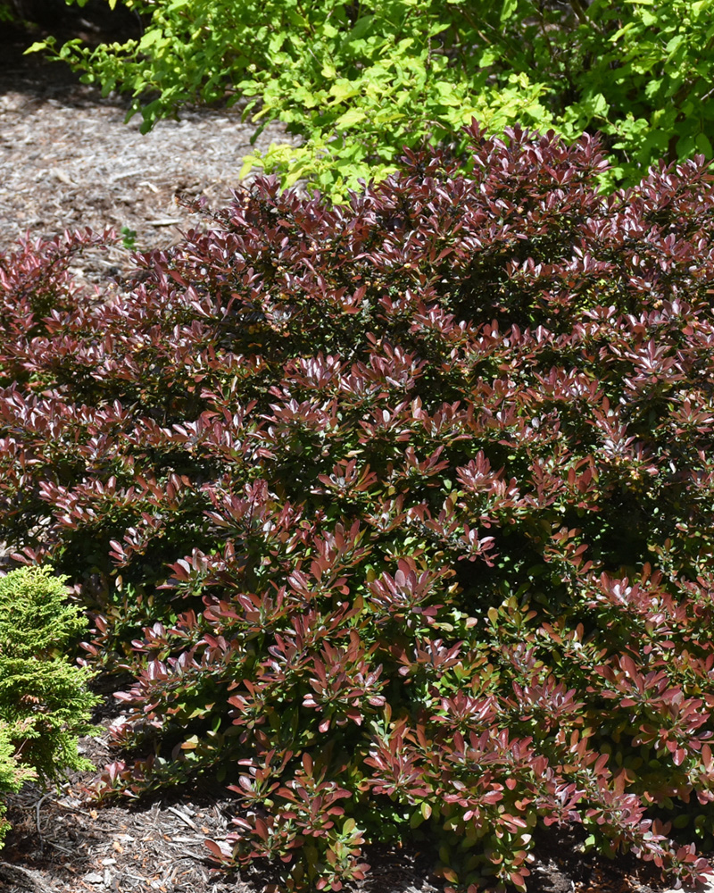 Concorde Japanese Barberry #3<br><i>Berberis thunbergii 'Concorde'</br></i>