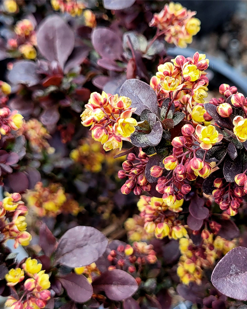 Concorde Japanese Barberry #3<br><i>Berberis thunbergii \'Concorde\'</br></i>