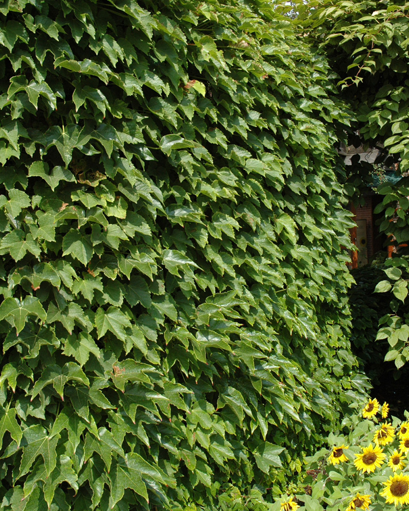 Boston Ivy #5<br><i>Parthenocissus tricuspidata</br></i>