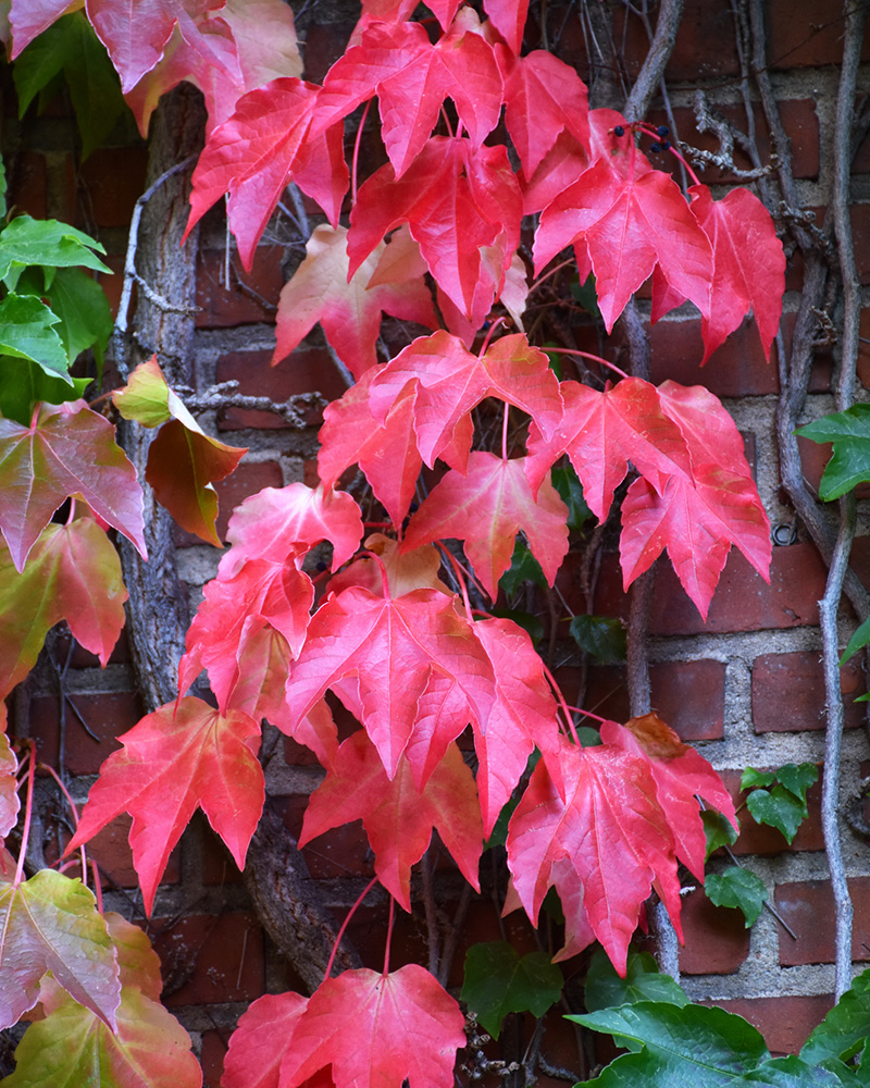 Boston Ivy #5<br><i>Parthenocissus tricuspidata</br></i>