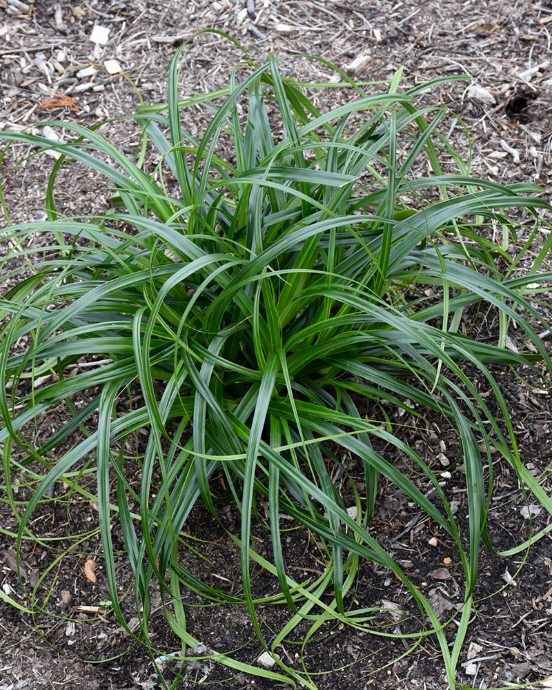 Ribbon Falls Sedge #1<br><i>Carex 'ET CRX02'</br></i>