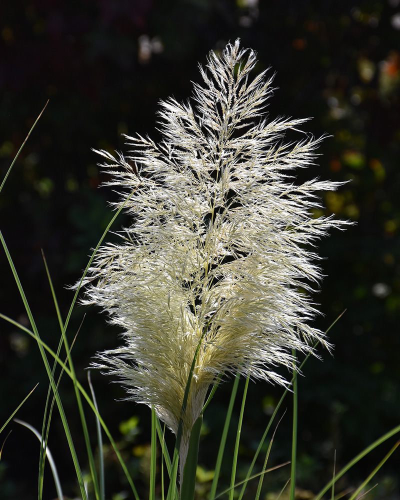 Pumila 'Dwarf' Pampas Grass #5<br><i>Cortaderia selloana 'Pumila'</br></i>