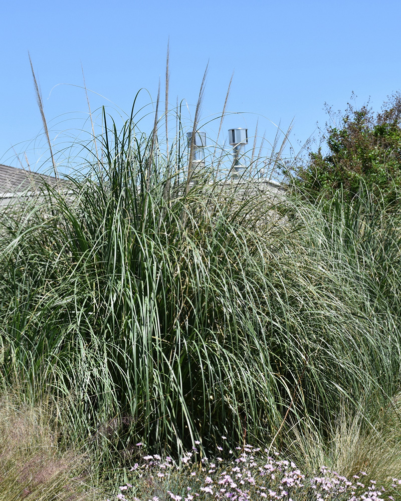 Pumila \'Dwarf\' Pampas Grass #5<br><i>Cortaderia selloana \'Pumila\'</br></i>