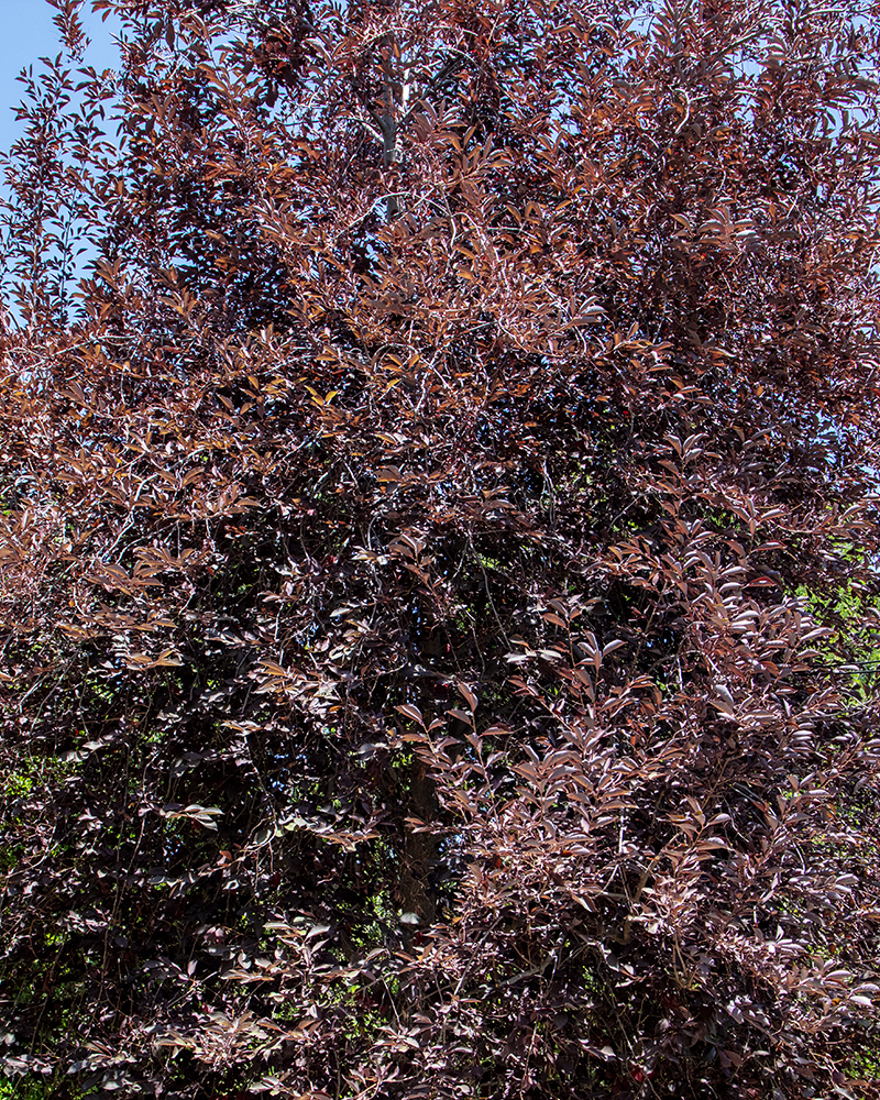 Canada Red Chokecherry #15<br><i>Prunus virginiana Canada Red</br></i>