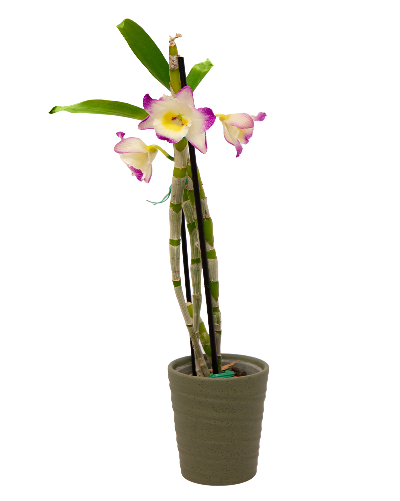Orchid Dendrobium 3"