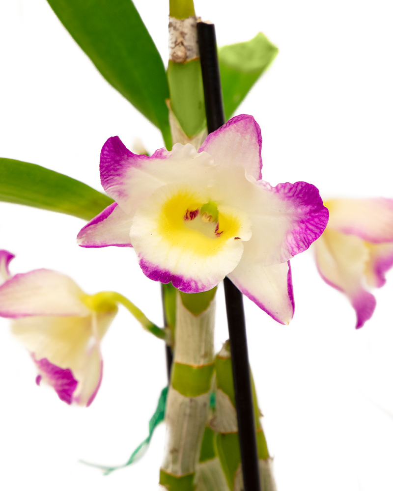 Orchid Dendrobium 3\"