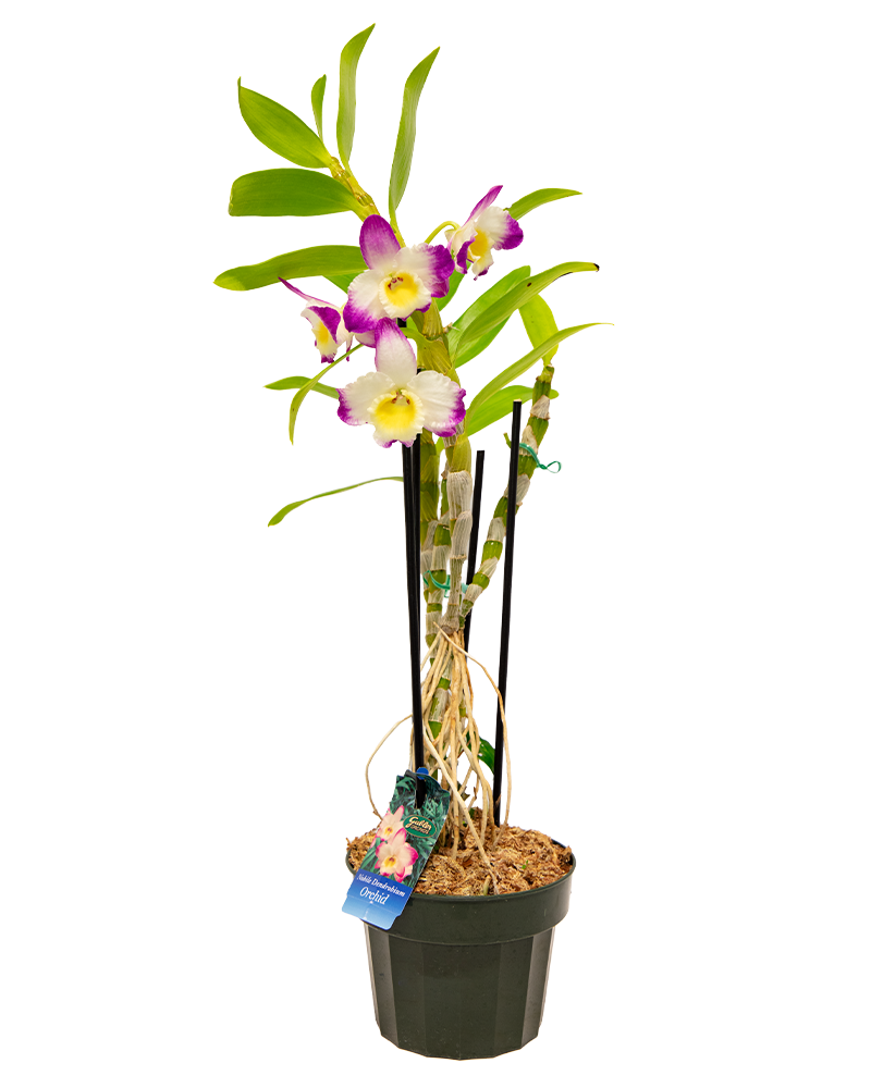 Orchid Exotic Dendrobium 1.5qt