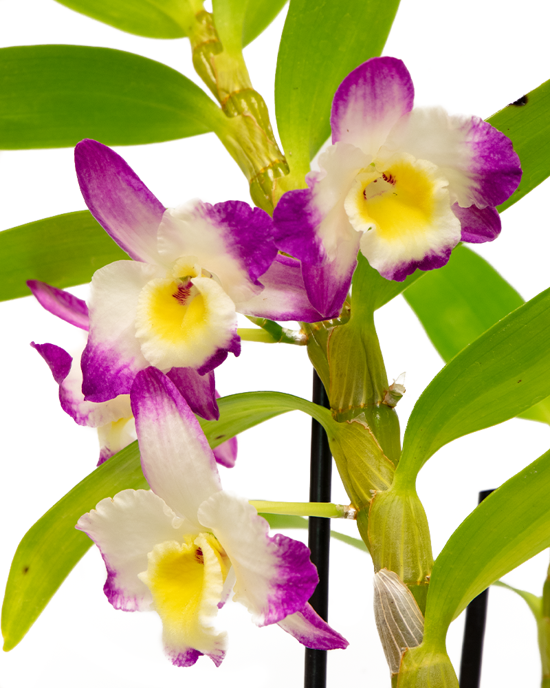 Orchid Exotic Dendrobium 1.5qt