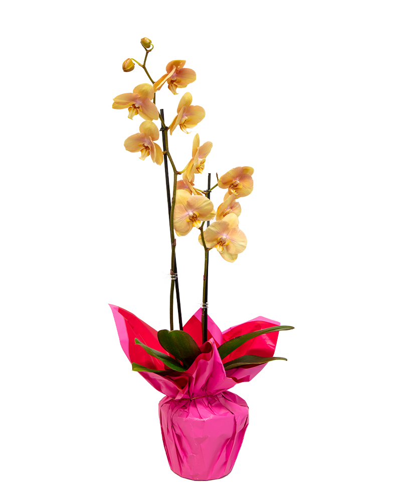 Orchid Phalaenopsis 6"