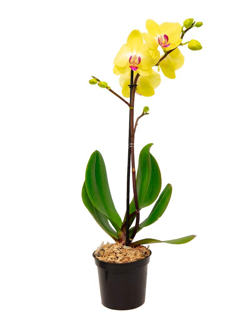 Orchid Phalaenopsis 4"