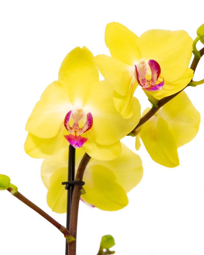 Orchid Phalaenopsis 4\"