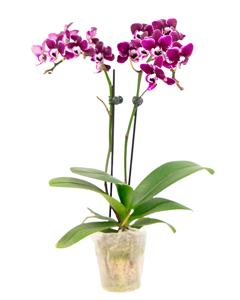 Orchid Phalaenopsis Double Spike 3"