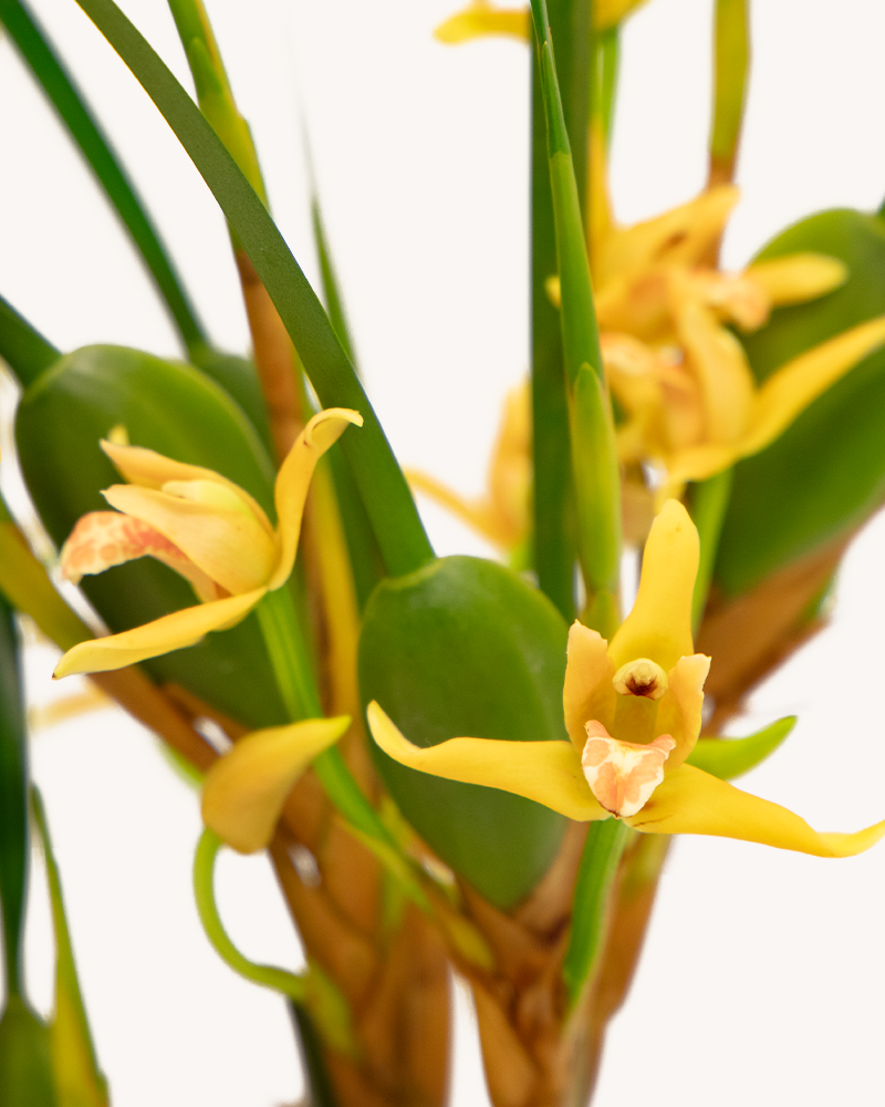 Orchid Maxillaria 4\"