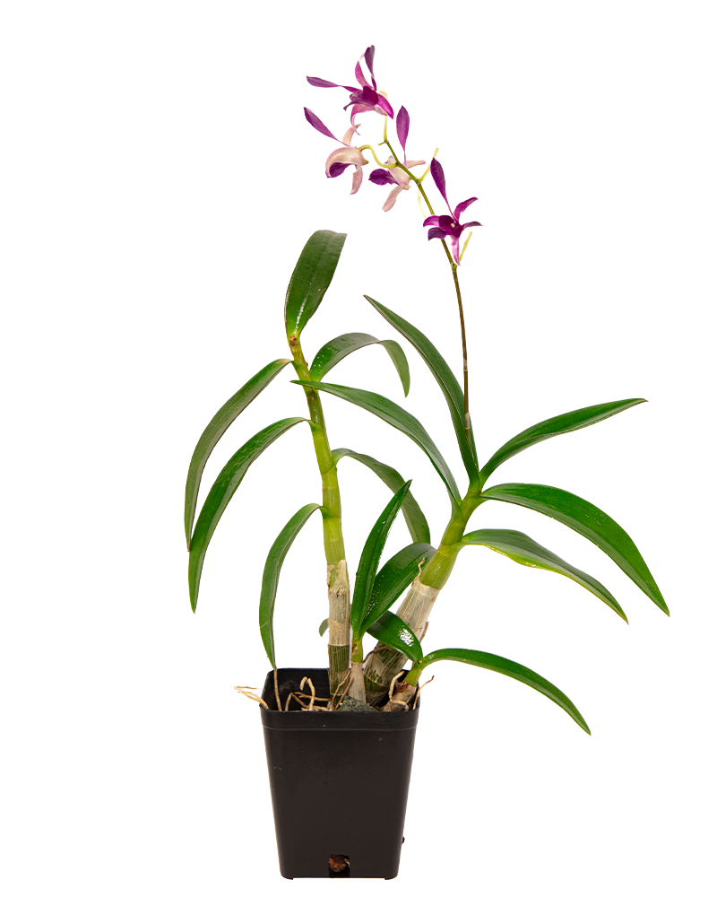 Orchid Dendrobium 4.5"