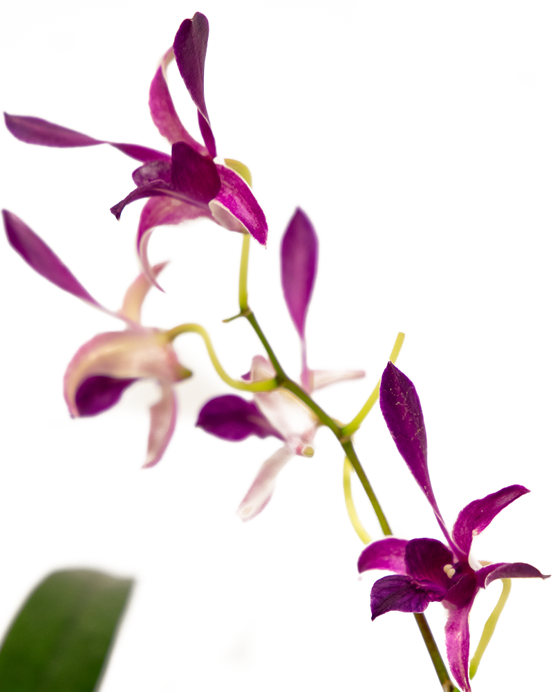 Orchid Dendrobium 4.5\"