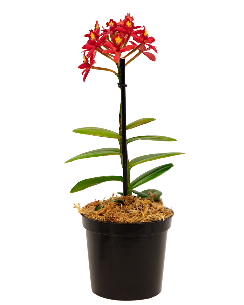 Orchid Epidendrum 4"