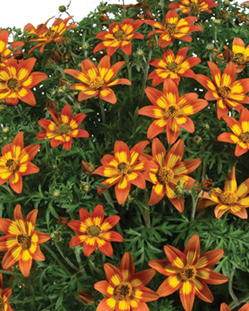 Bidens Blazing Embers 4"