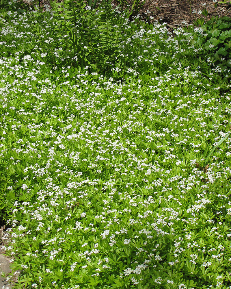 Sweet Woodruff #1<br><i>Galium odoratum</br></i>