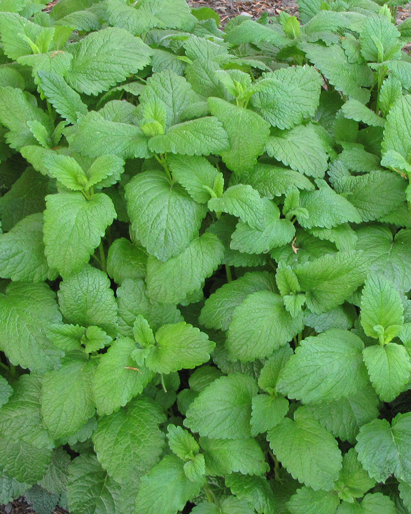 Lemon Balm 4"