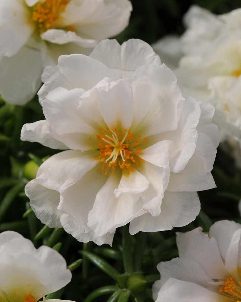 Portulaca Happy Hour Coconut 4"