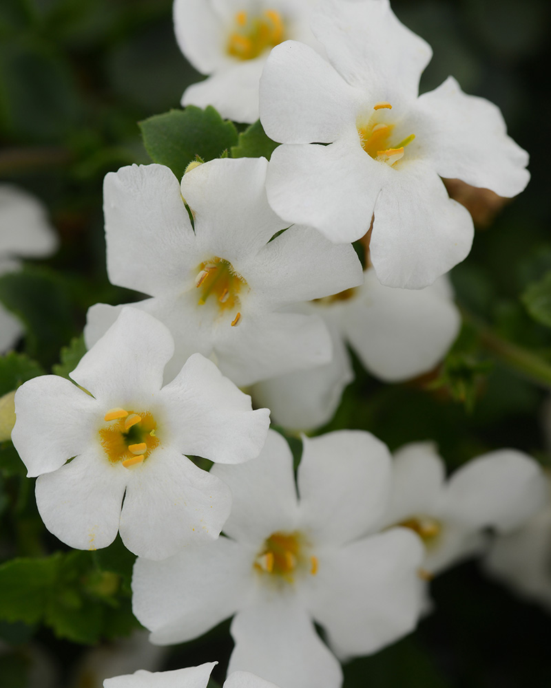 Bacopa MegaCopa White 4"