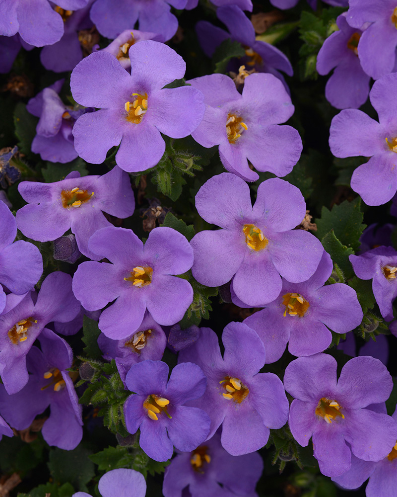 Bacopa Megacopa Blue 4"