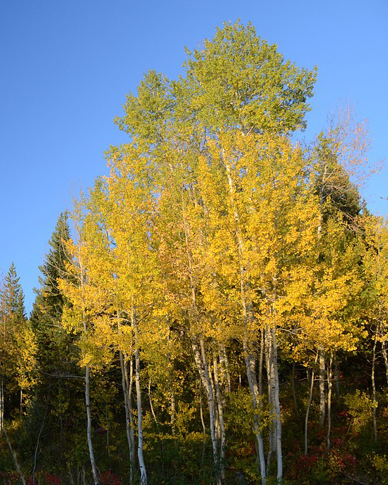 Quaking Aspen (multi-stem) #15<br><i>Populus tremuloides (multi-stem)</br></i>