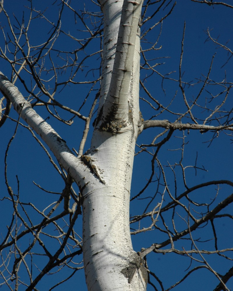 Quaking Aspen (multi-stem) #15<br><i>Populus tremuloides (multi-stem)</br></i>