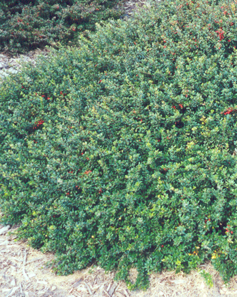 Kobold Japanese Barberry #3<br><i>Berberis thunbergii 'Kobold'</br></i>